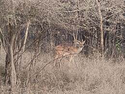 Gandhisagar Forest Retreat