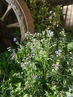 Maison d'hôtes de charme - Ancien moulin en pleine nature - La Paulusm
