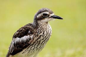 BIG4 Lucinda Wanderers Holiday Park