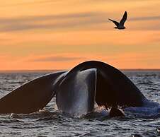 Departamento Caleta View