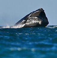 Departamento Caleta View