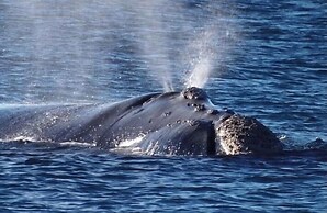 Departamento Caleta View