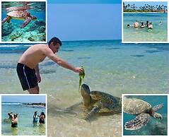 Green Villa & Soul Villa & Soul Cabana