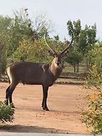 Euphorbia Safari Lodge