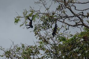Hotel Pura Natura Beachfront Tortuguero