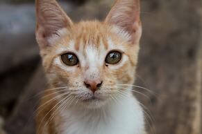 Casitas at Rancho Kuxtal