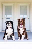 Wylder Tilghman Island