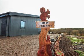 Red Squirrel