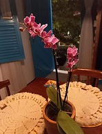 Residencial Casa Flor Atelier Botânico, Ponta Negra