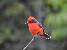 Eco-Cabañas Altozano Nimaima