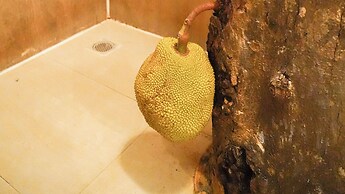 Tree Nature Resort