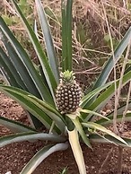 Prime Hermosa: Ocean View Villa w/ Infinity Pool by RedAwning