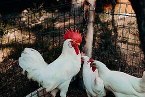 Azienda Agricola Saint Hubert