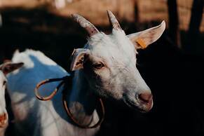 Azienda Agricola Saint Hubert