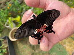 Sunflower World Hotel