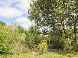 Red Kite at Wild Valley Huts