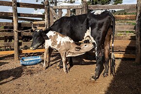 Fazenda Realeza
