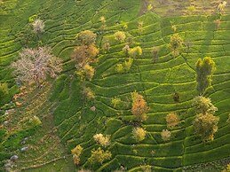 Tree of Life Birdsong Chalets