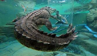 Hotel Suite Sunset View Pool Balcony Office