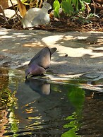 EcoVillas las Melinas