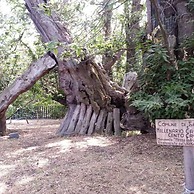 Villa Bonaccorso - La Dimora Immersa Nella Natura ai Piedi Dell Etna