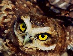 Domos Andinos HostCamp