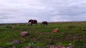 Amanya 2 Rooms Girraffe Family Tent