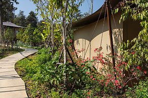 CAMP CAYLA - STELLAR