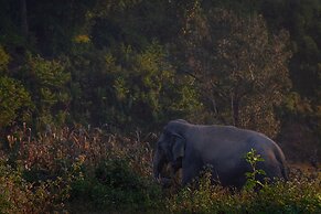 CAMP CAYLA - STELLAR