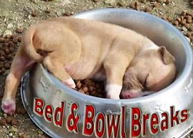 Dog Friendly Bed & Bowl Beach Chalet