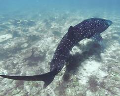 Fushi Beach Fenfushi