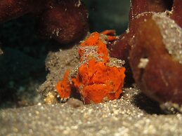 ABWonderdive Beach Resort