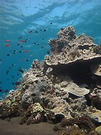 ABWonderdive Beach Resort