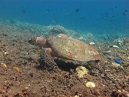 ABWonderdive Beach Resort