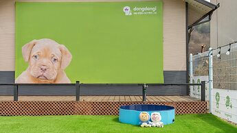 Gapyeong Dangdangi Pet Pension Green