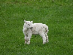 Beautiful, Private Farm Cottage in Anglesey