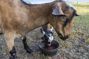 The Goat House Waterfront Hottub 3 Acres