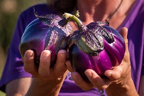 Villetta Large Morellino 6 pax