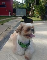 Pousada Arpoador de Buzios