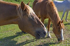Frontier Cabin at Eden Valley Ranch