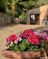 Apartment in Chianti With Pool ID 513