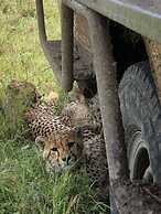 Stc.Safari lodge