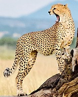 Stc.Safari lodge