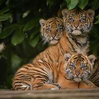 The Kings Gathering - Very Central Chester