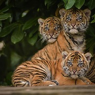 The Kings Place - Very Central Chester - Chester