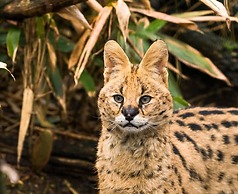 The Tudor Gathering Chester - City Centre
