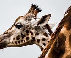 The Tudor Gathering Chester - City Centre