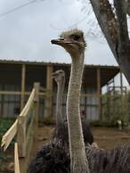 HACIENDA ILUMINADA ECO RETREAT