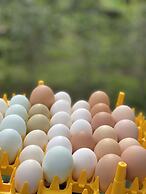 HACIENDA ILUMINADA ECO RETREAT