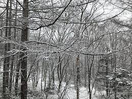 New togakushi schiheil